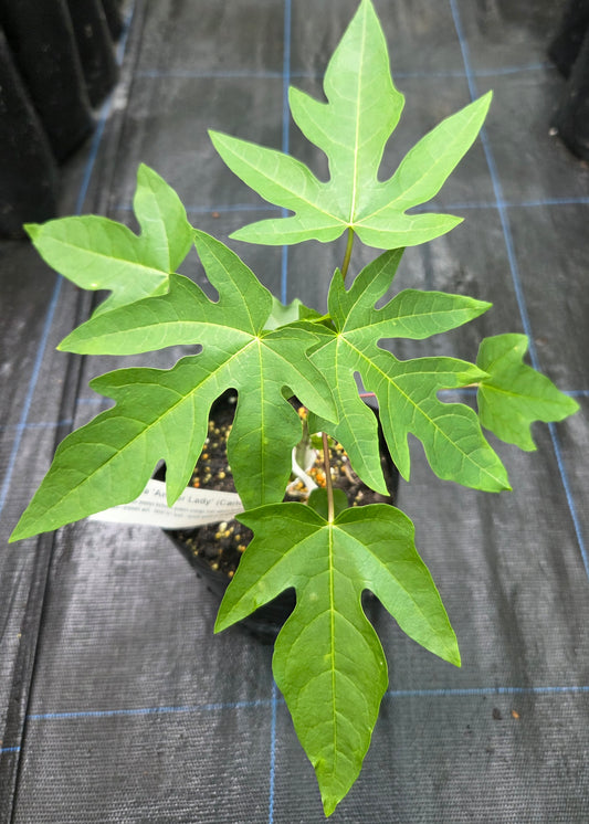 Example of an Amber Lady Papaya plant, for sale in a New Zealand Tropical fruit Nursery.