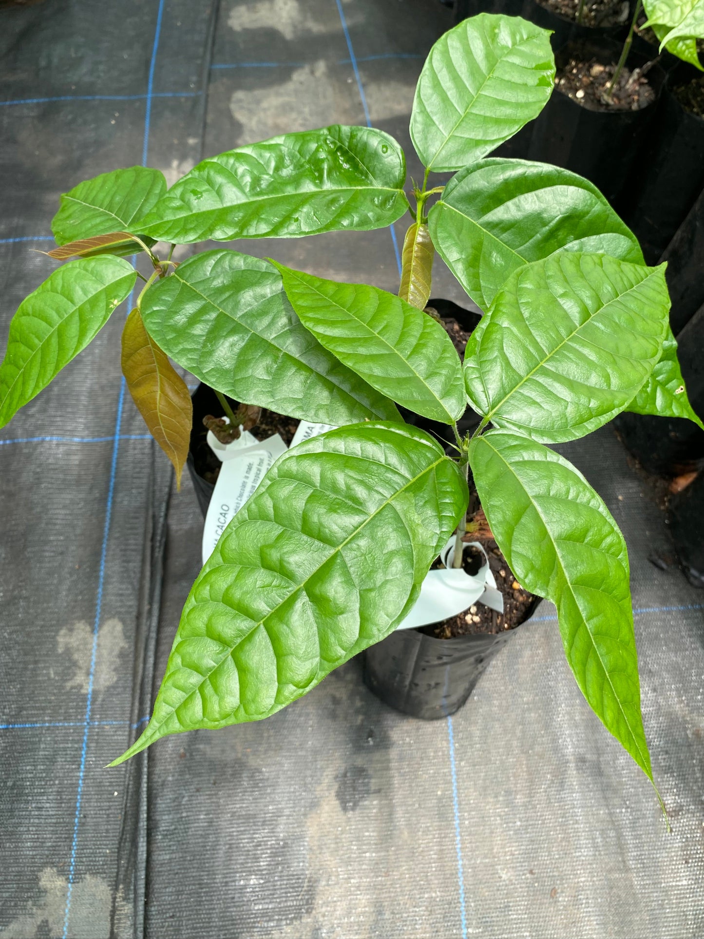 Cacao plants for sale at a tropical fruit nursery in New Zealand