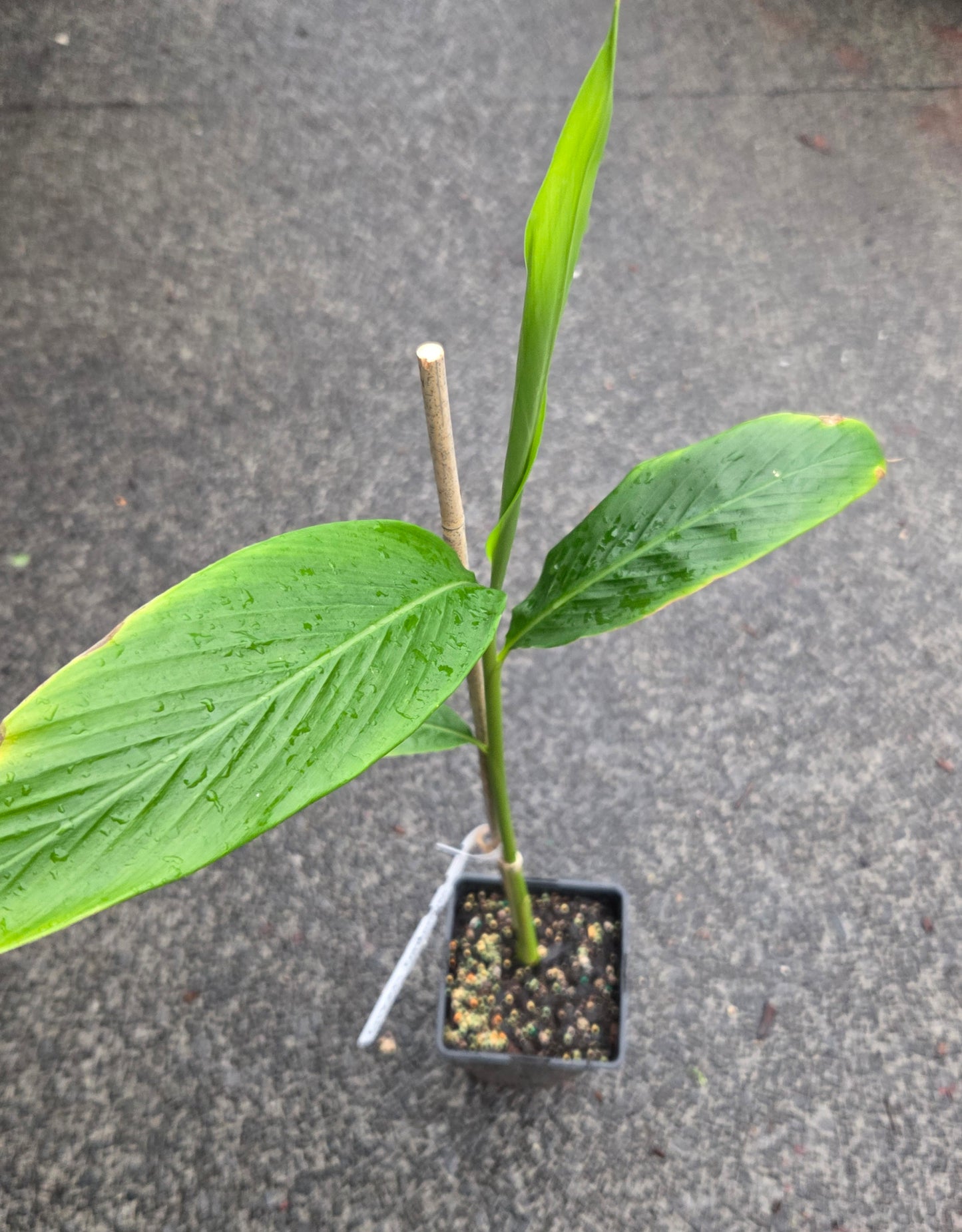 Green Cardamom plant for sale in a NZ tropical fruit nursery