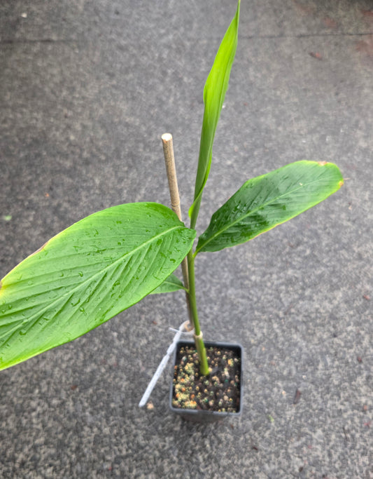 Green Cardamom plant for sale in a NZ tropical fruit nursery