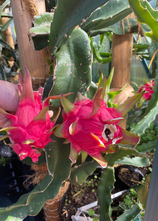 Dragon fruit plant with two attached fruit, grown in a tropical fruit nursery in Auckland, New Zealand.