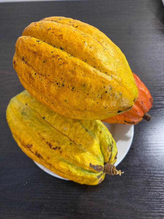 Example of fruit from Cacao Plants, for sale at a New Zealand tropical fruit nursery.