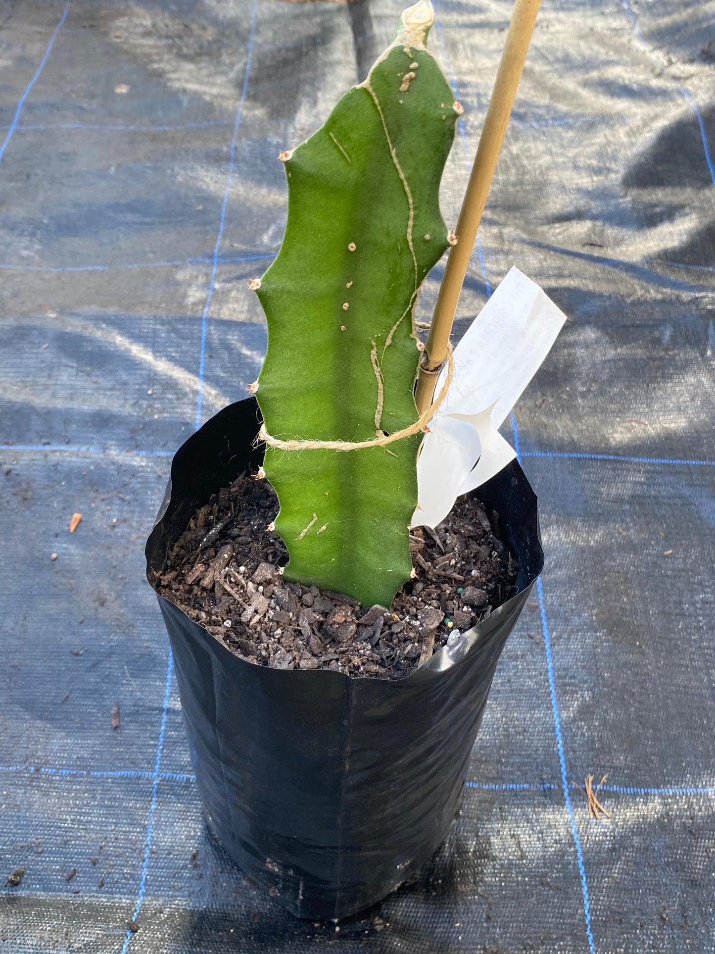 Yellow Dragon Fruit plants for sale in New Zealand tropical fruit nursery.