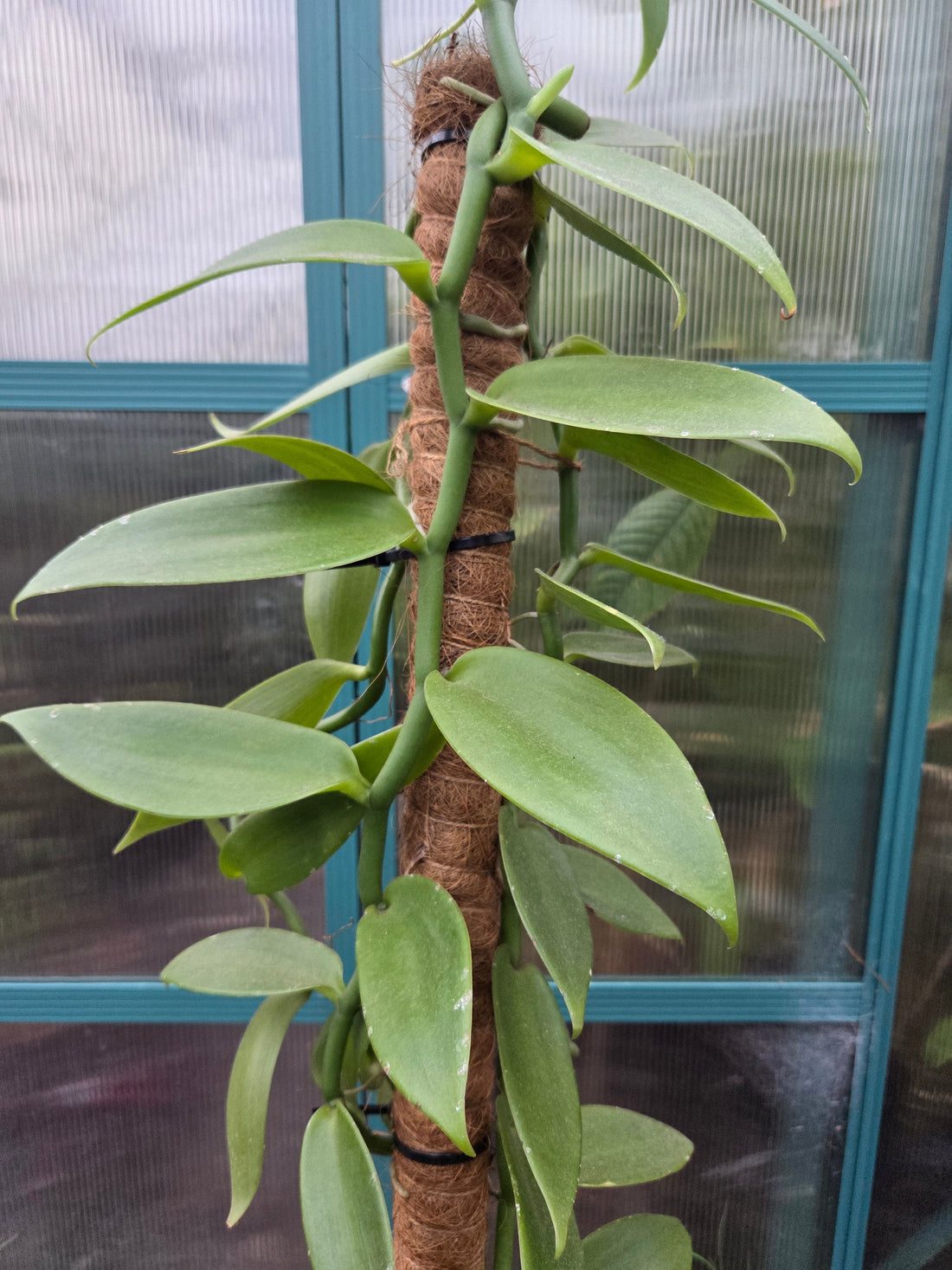 Growing Vanilla Plants in New Zealand – A Green Haven Guide&nbsp;