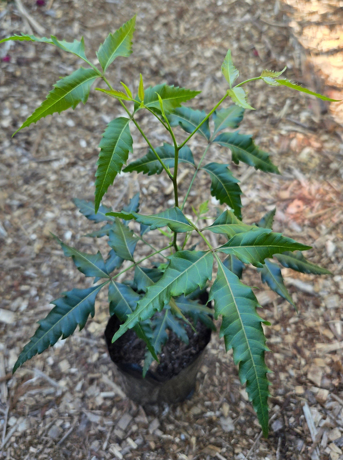 🌿 How to Grow Neem Plants in New Zealand.