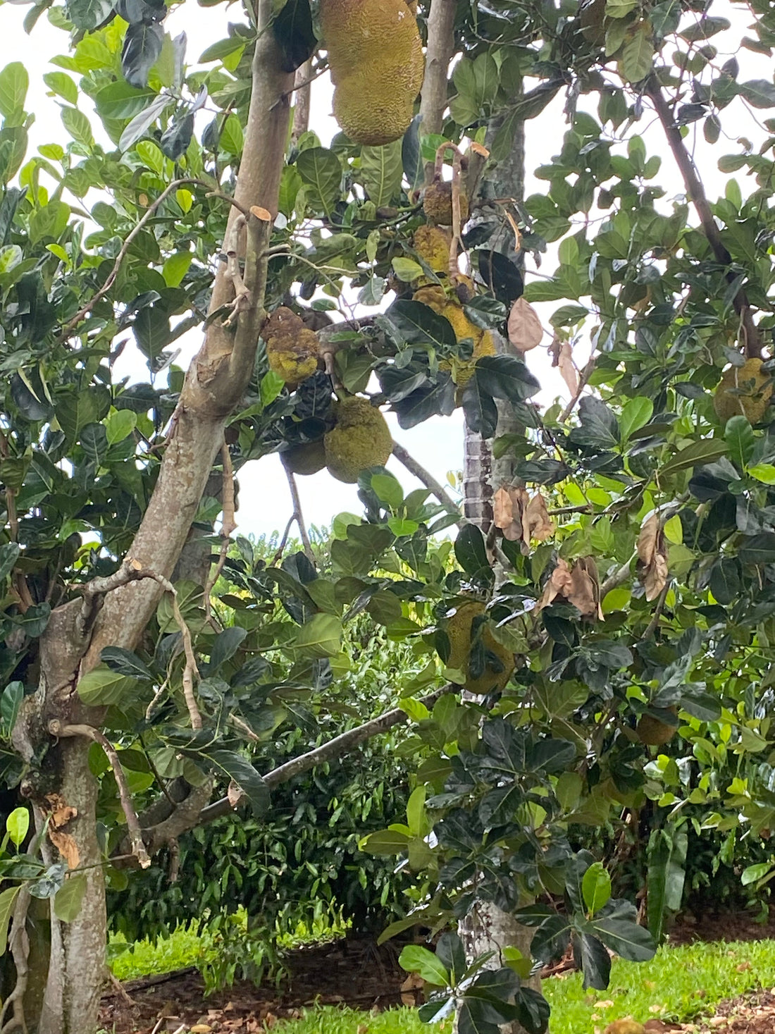 Food Forest Principles From my Travels