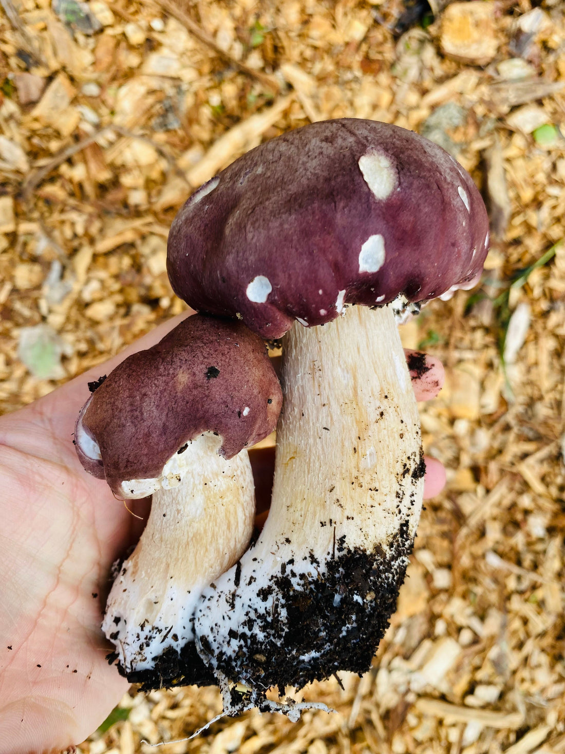 Fungi as decomposers in a Food forest