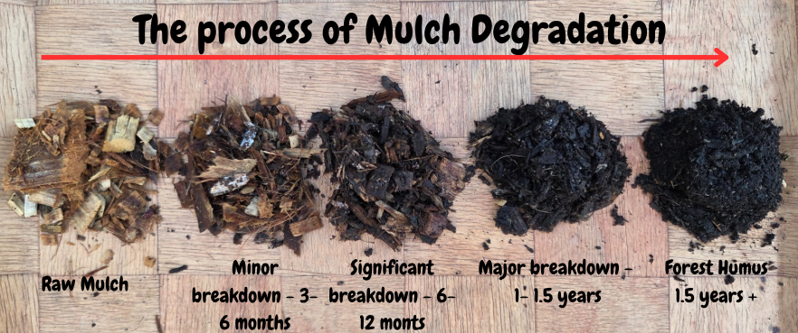 Mulch: Why Every Garden Needs It 🪵