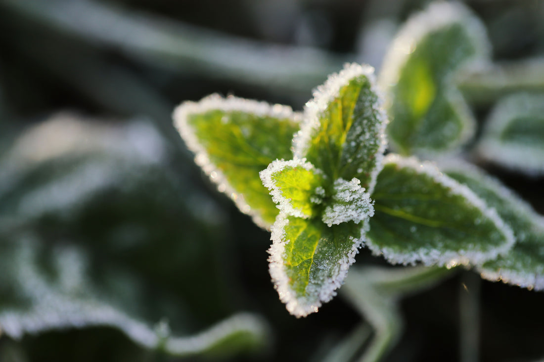Protecting Your Plants from the Winter Cold.