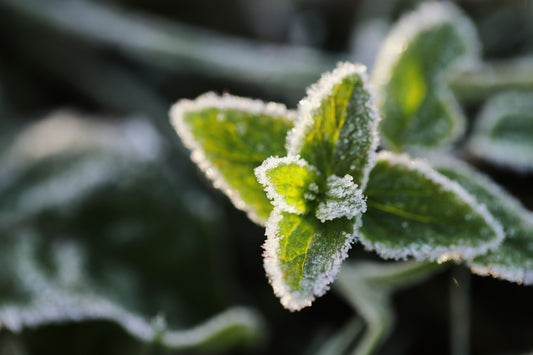 Protecting Your Plants from the Winter Cold.