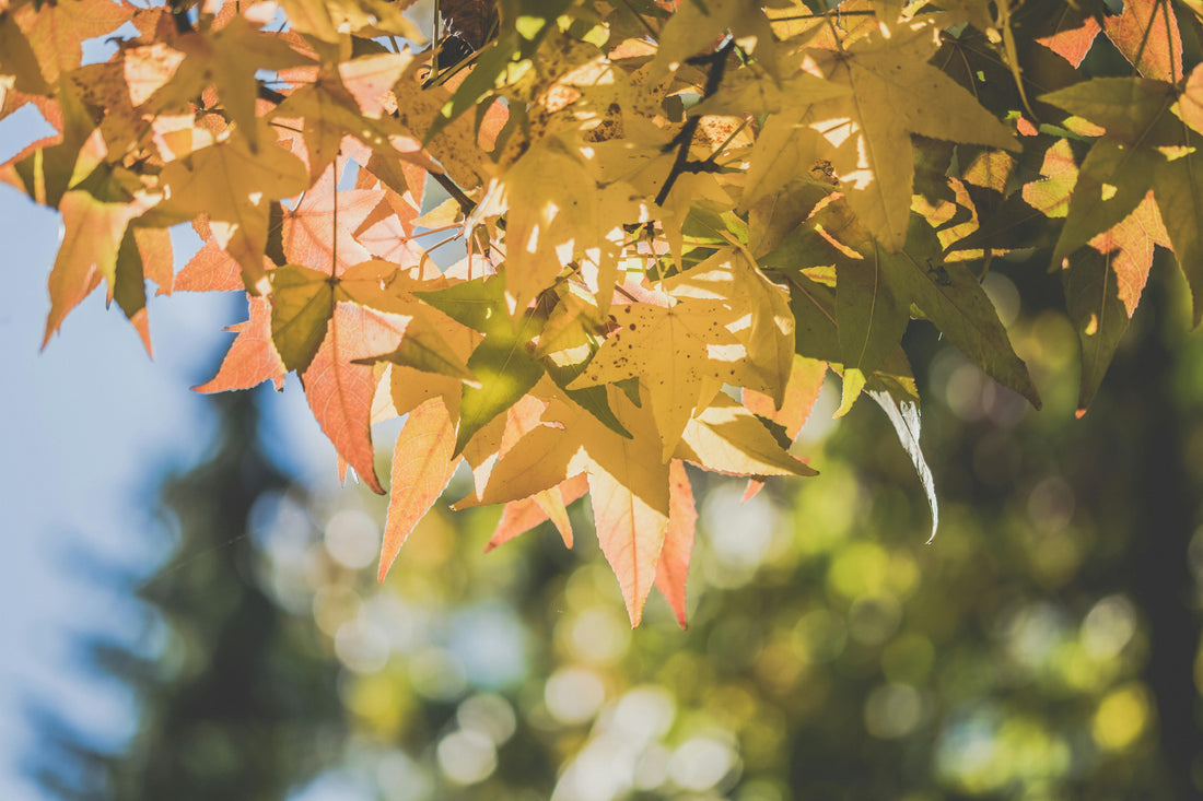 Heading Into Autumn: 3 Growing Mistakes to Avoid
