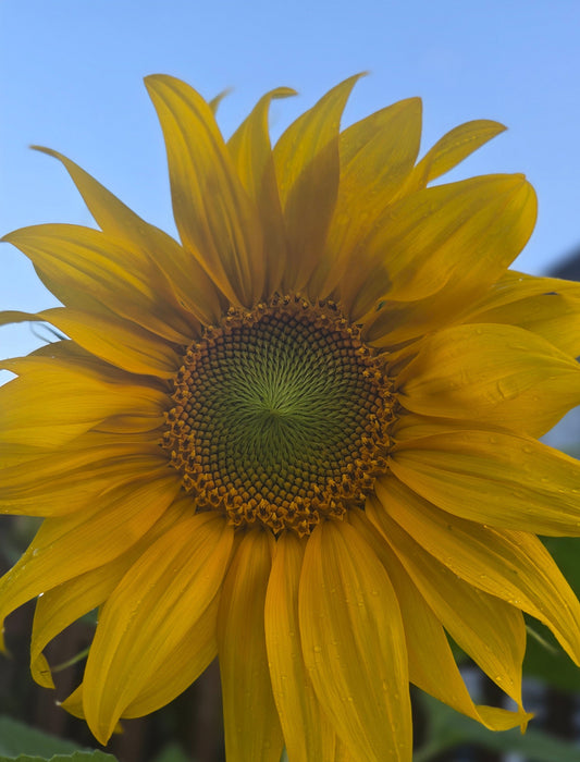 Picture of a Sunflower