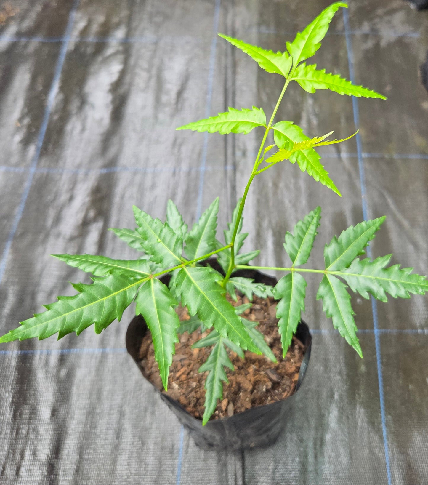 Neem Plant