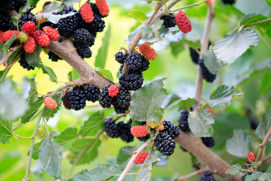 Black Mulberry