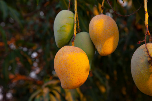 Mango "Neelum" Plant
