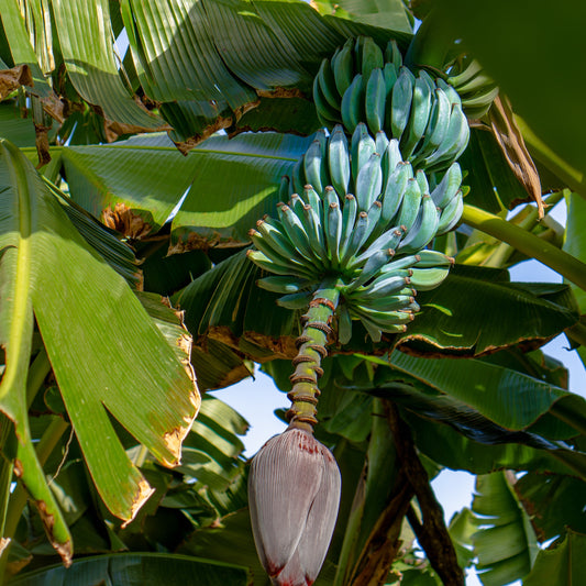 Banana tree with Blue Java bananas and a closed flower bud against a blue sky.
