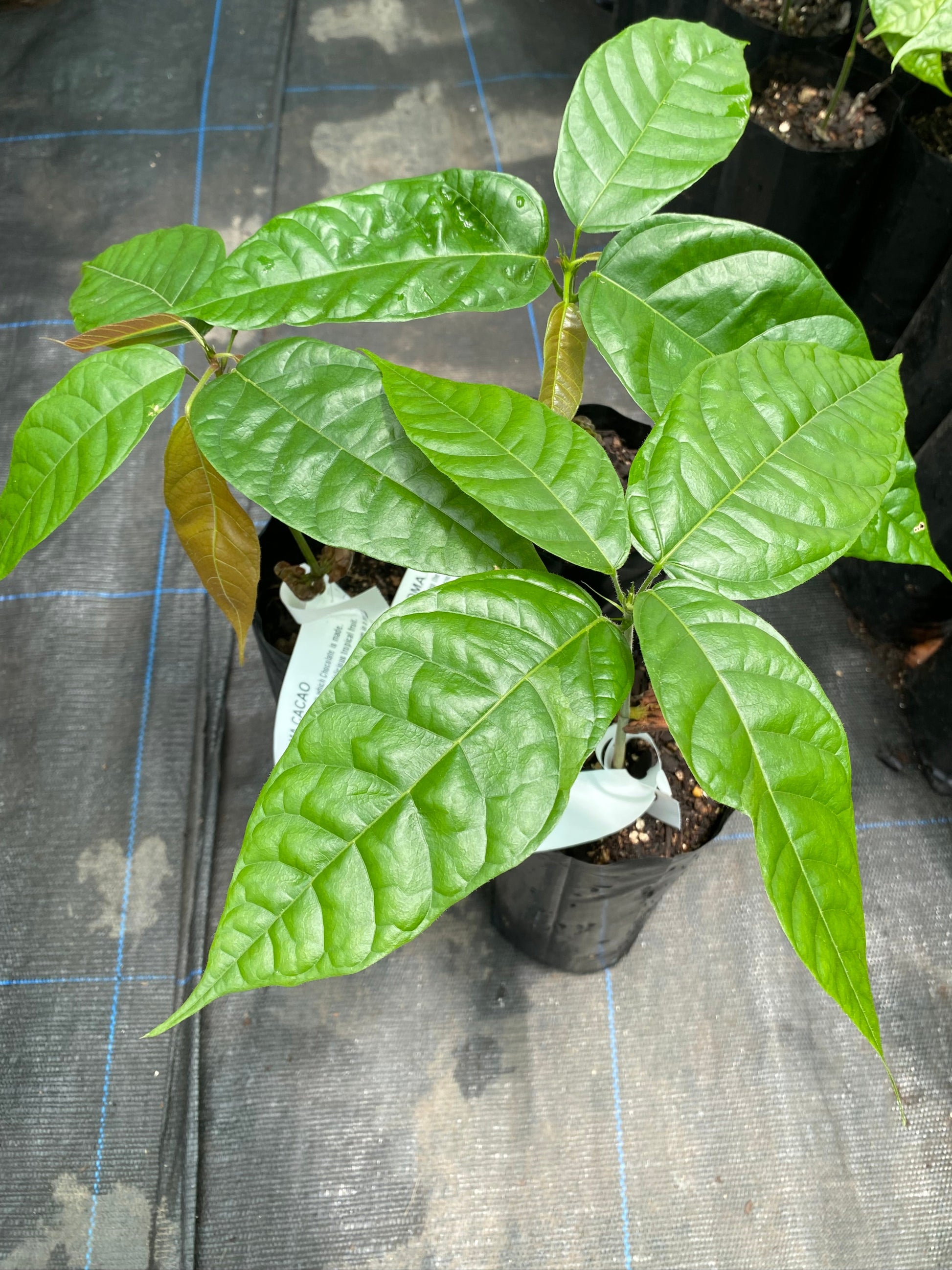 Cacao plants for sale at a tropical fruit nursery in New Zealand