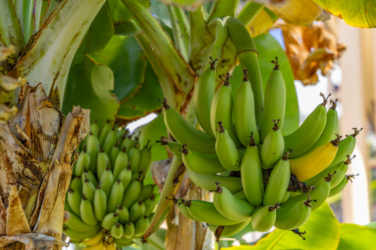 Bunches of Cavendish bananas hanging from a tree