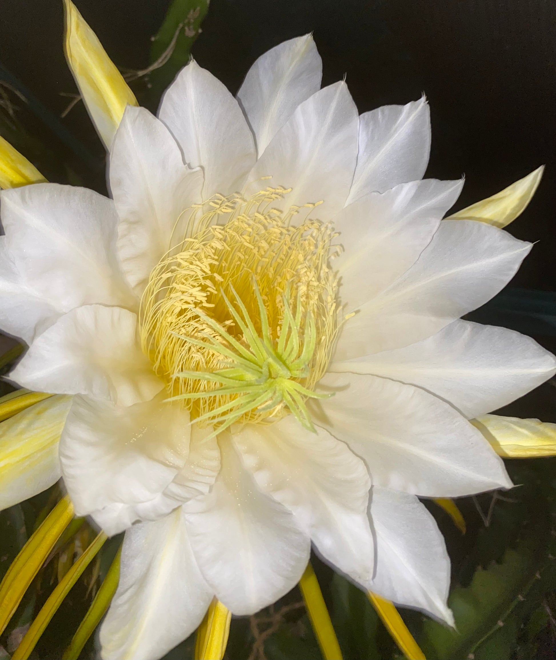 Close-up of a large, Dragon fruit flower grown in a tropical fruit nursery in Auckland, New Zealand.