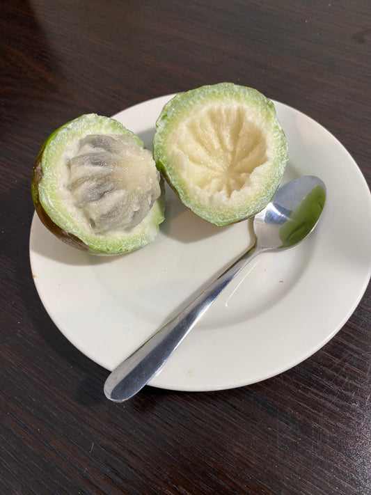 Green star apple (Chrysophyllum cainito) cut in half, harvested for propagation at NZ tropical fruit nursery.