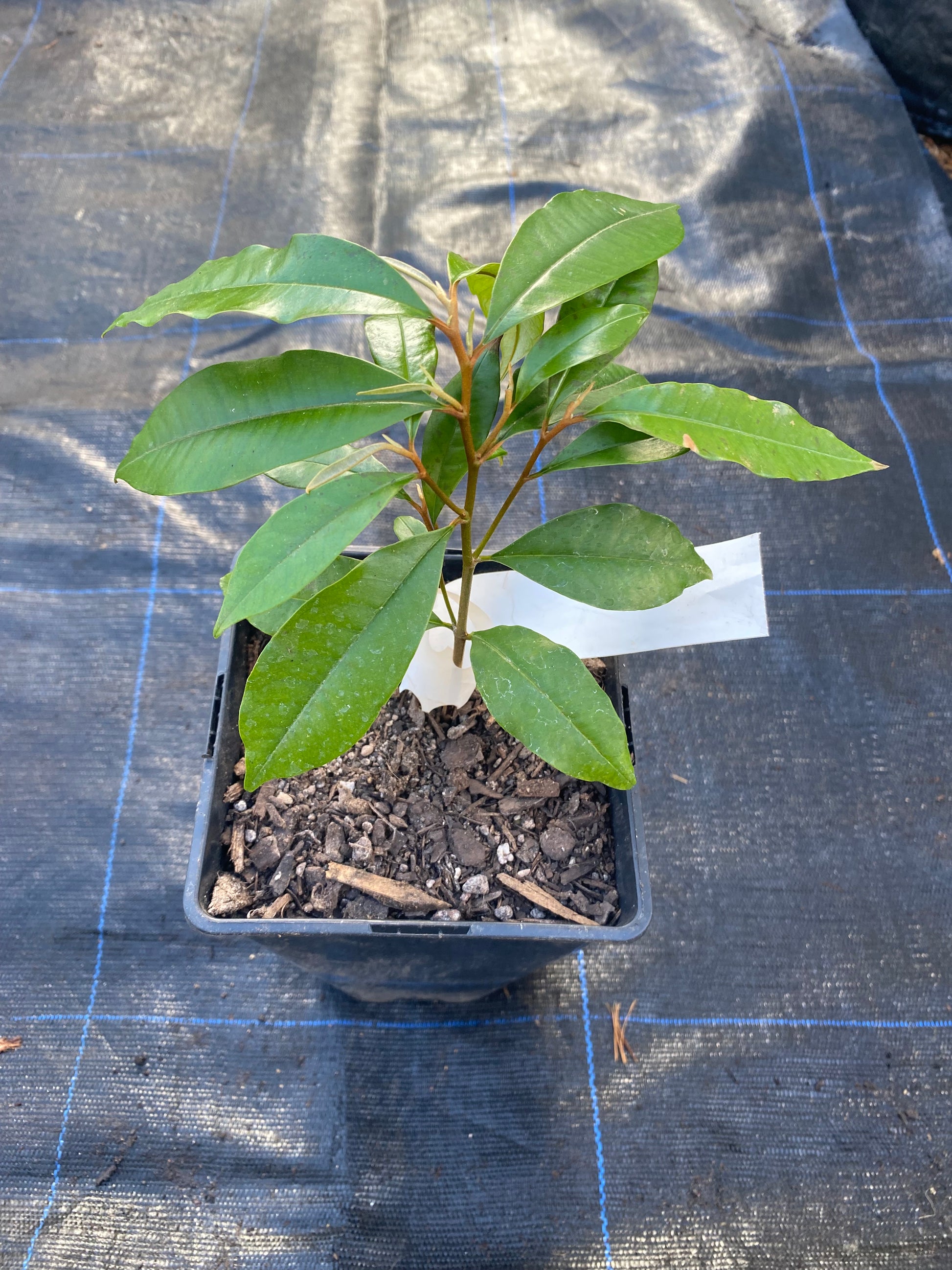 Purple/Green star apple (Chrysophyllum cainito) plant for sale in a New Zealand tropical fruit nursery.