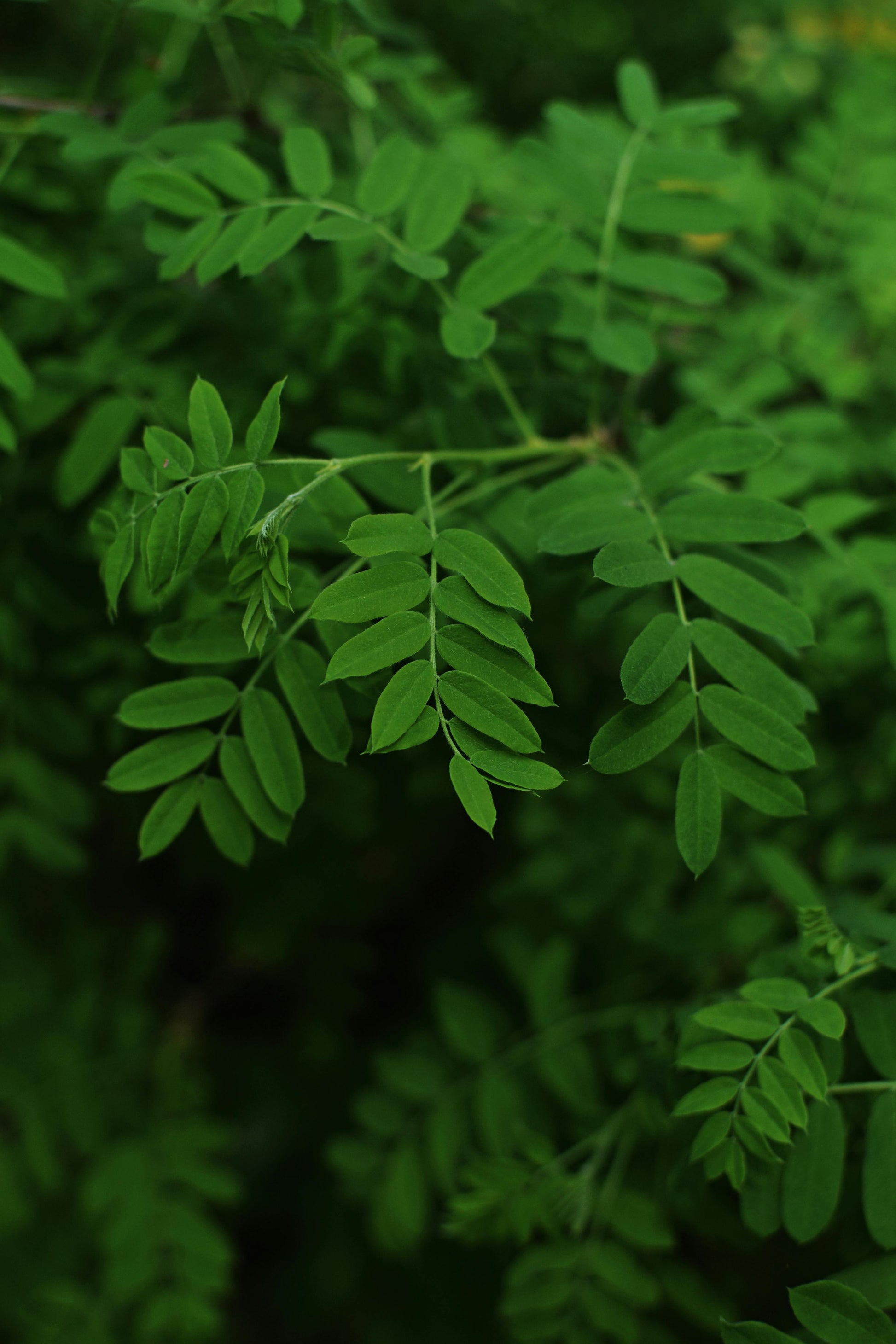 Example of foliage from Moringa plants for sale in a New Zealand tropical fruit nursery.