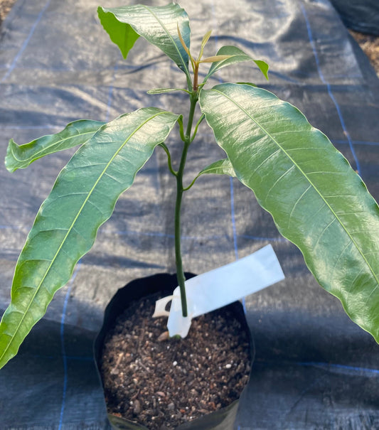 Neelum Mango plant for sale in a New Zealand tropical fruit nursery.