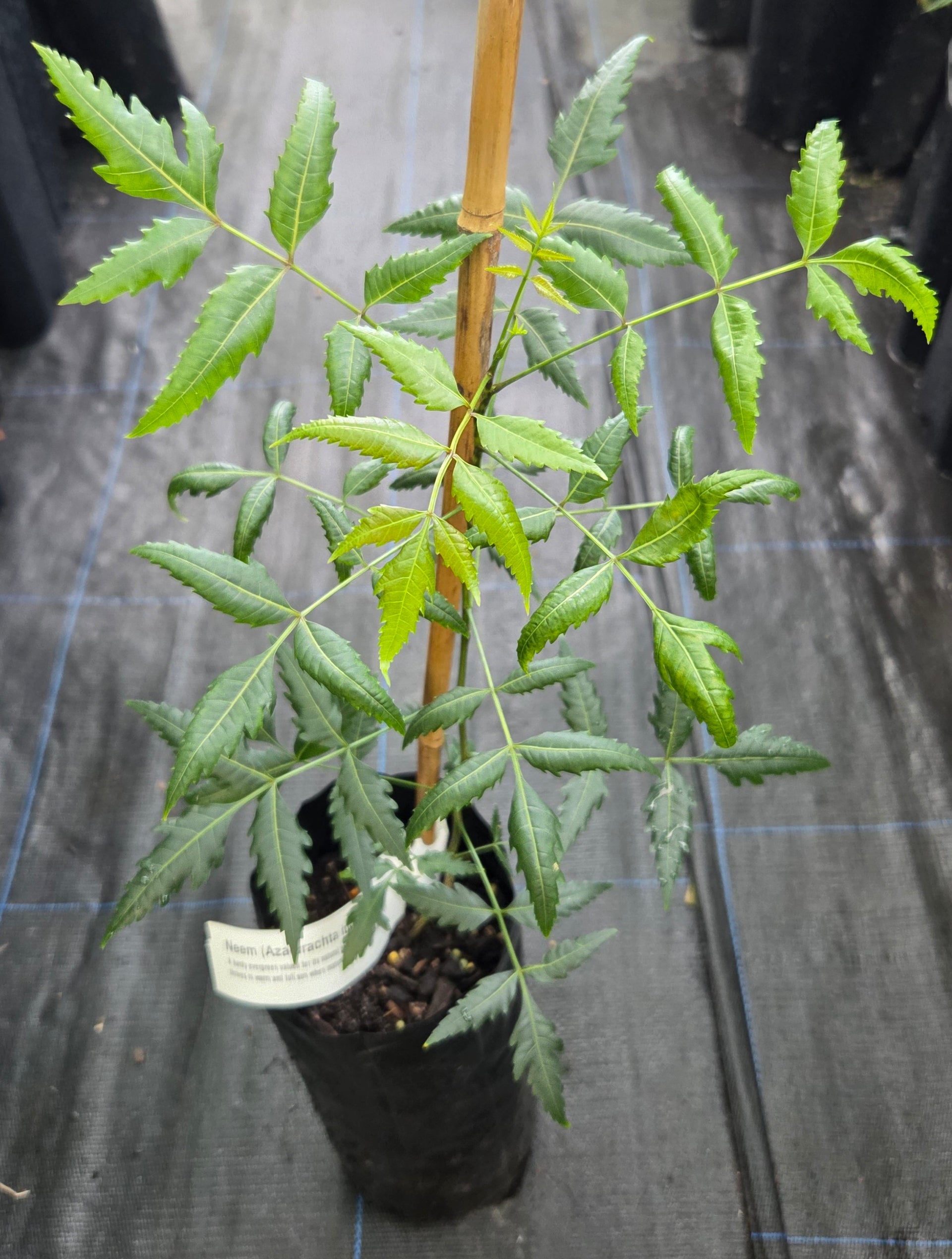 Neem Plant – Green Haven Nursery