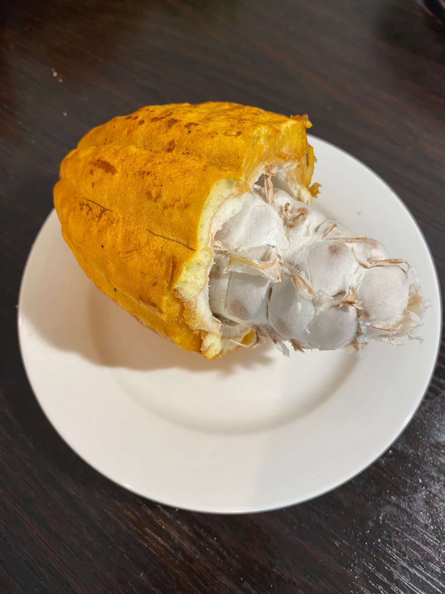 Example of the fruit from Cacao Plants, for sale at a New Zealand tropical fruit nursery.