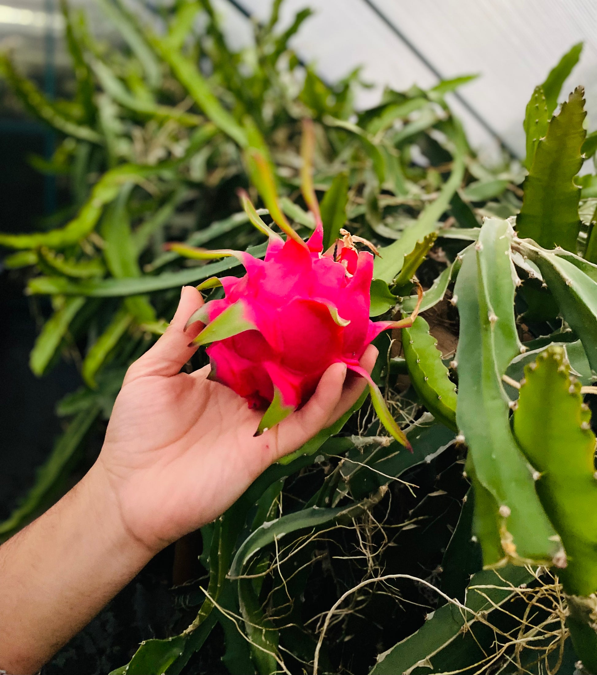 Person holding a bright pink dragon fruit grown in a tropical fruit nursery in  Auckland, New Zealand.