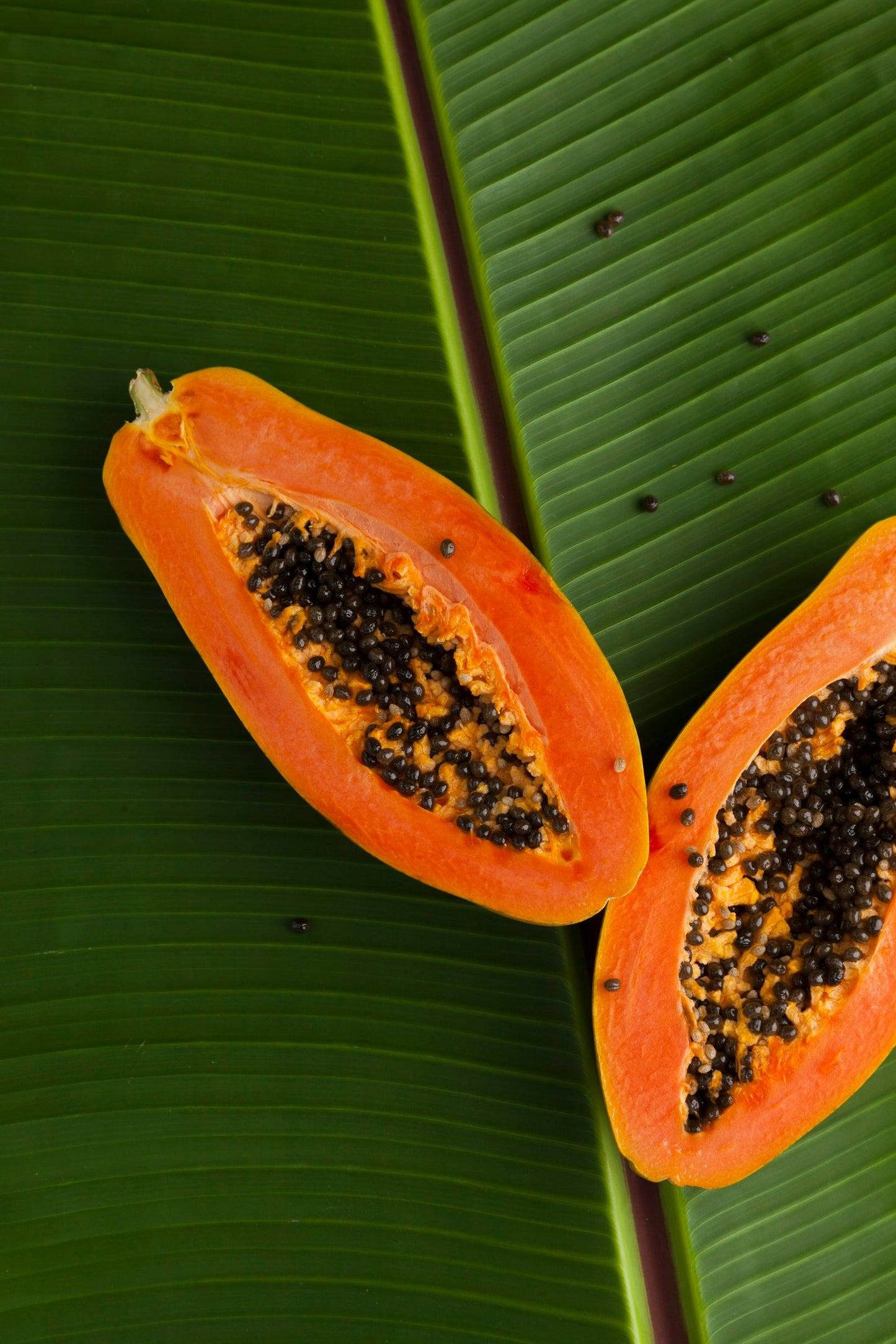 Example of fruit from Red Lady Papaya plant, for sale in a New Zealand Tropical fruit Nursery.  