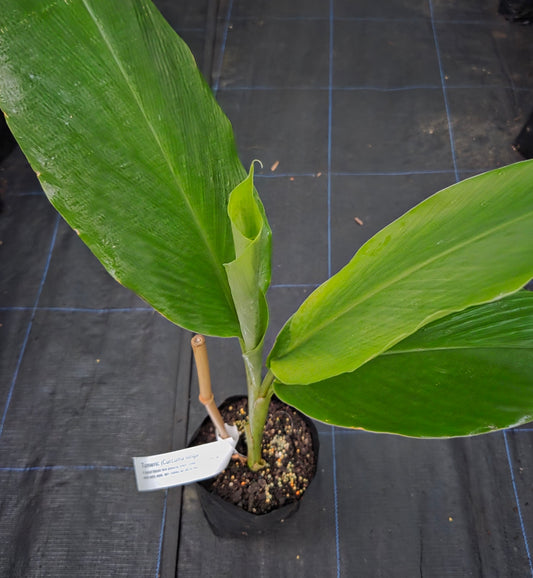 Tumeric plant for sale, in a NZ tropical fruit nursery