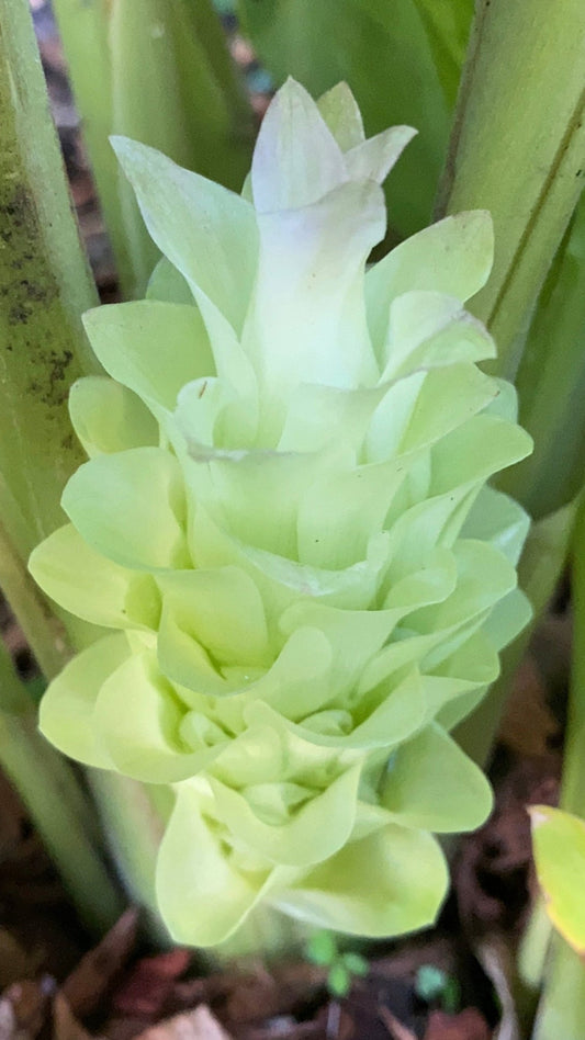 Close up of a Turmeric flower at a New Zealand Tropical fruit nursery. 