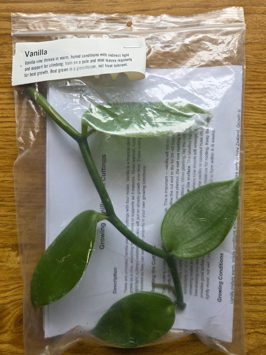 Vanilla Cutting for sale at Green Haven Nursery - a online tropical fruit nursery in NZ