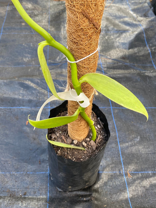 Vanilla plant, growing up a coir pole for sale in a New Zealand, tropical fruit nursery.