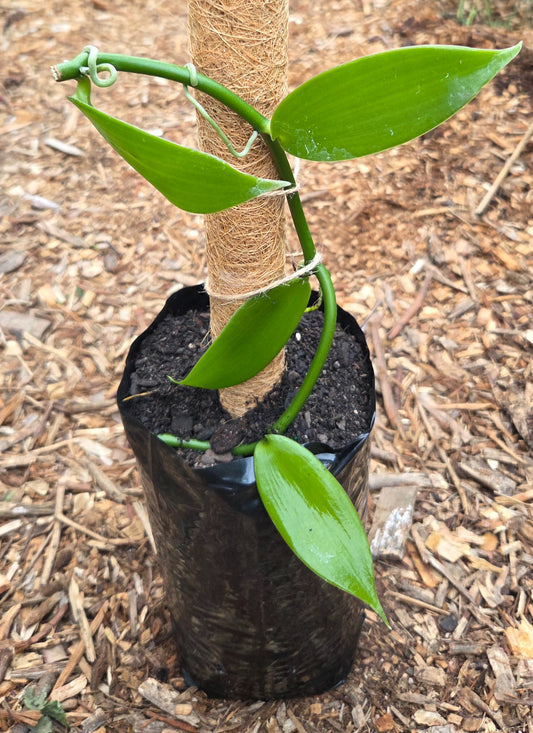 Vanilla Plant