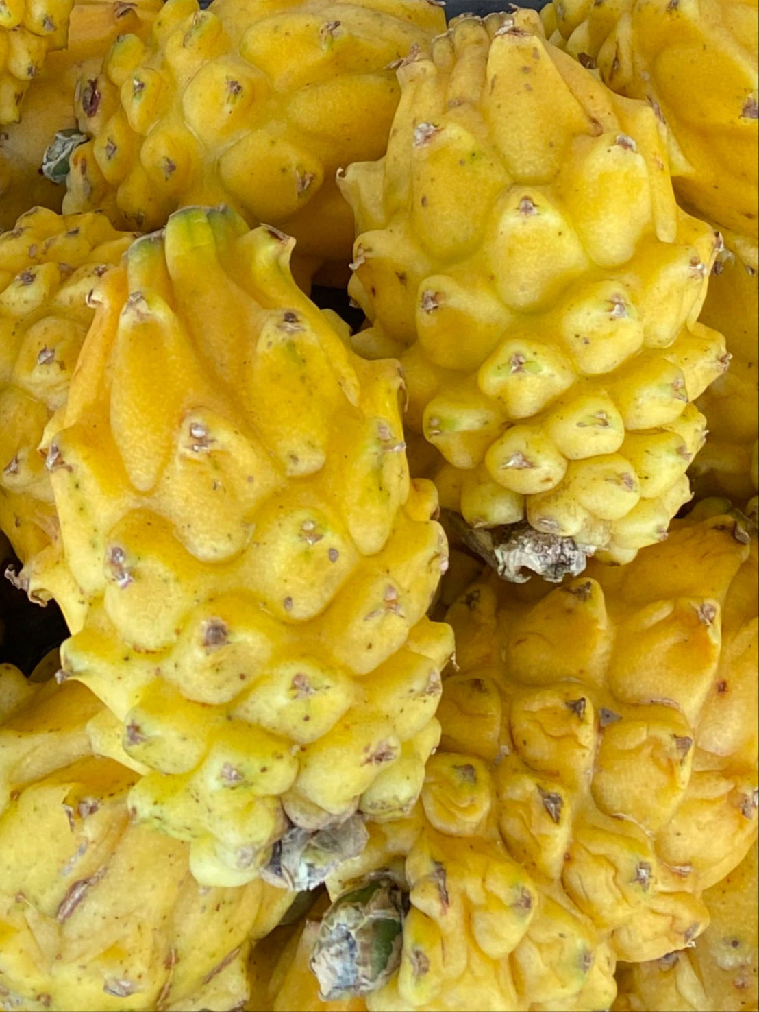 Example of fruit from a Yellow Dragon fruit plant for sale in a New Zealand tropical fruit nursery. 