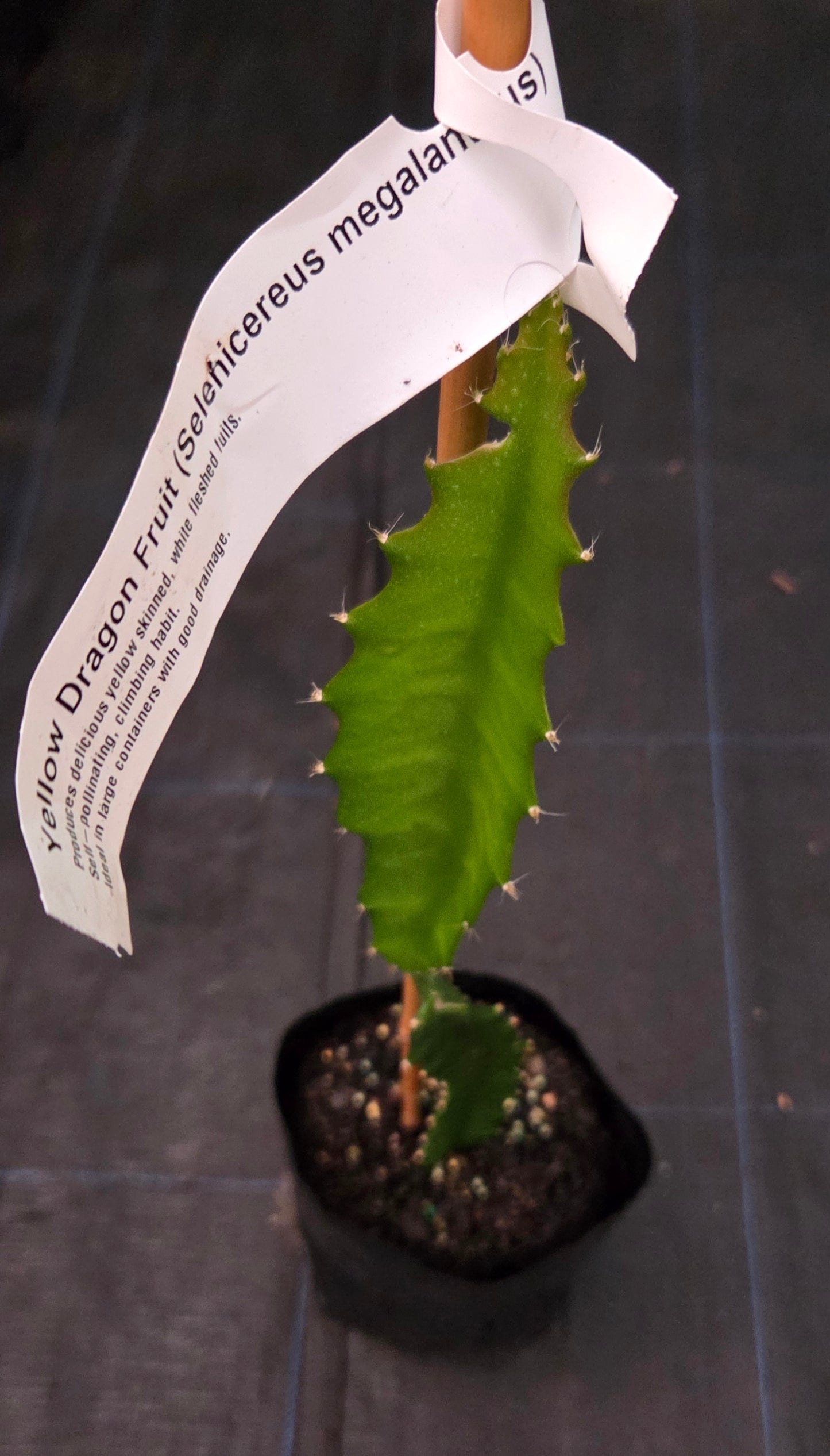 Yellow dragonfruit plant for sale, in a NZ tropical fruit nursery