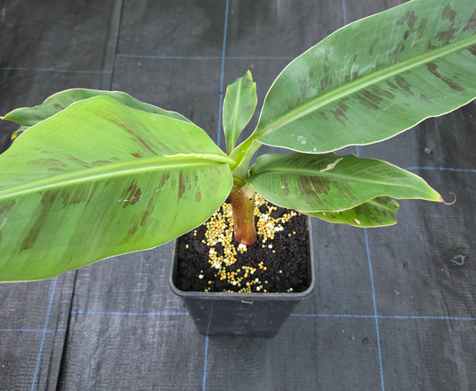 Banana 'Double Mahoi'