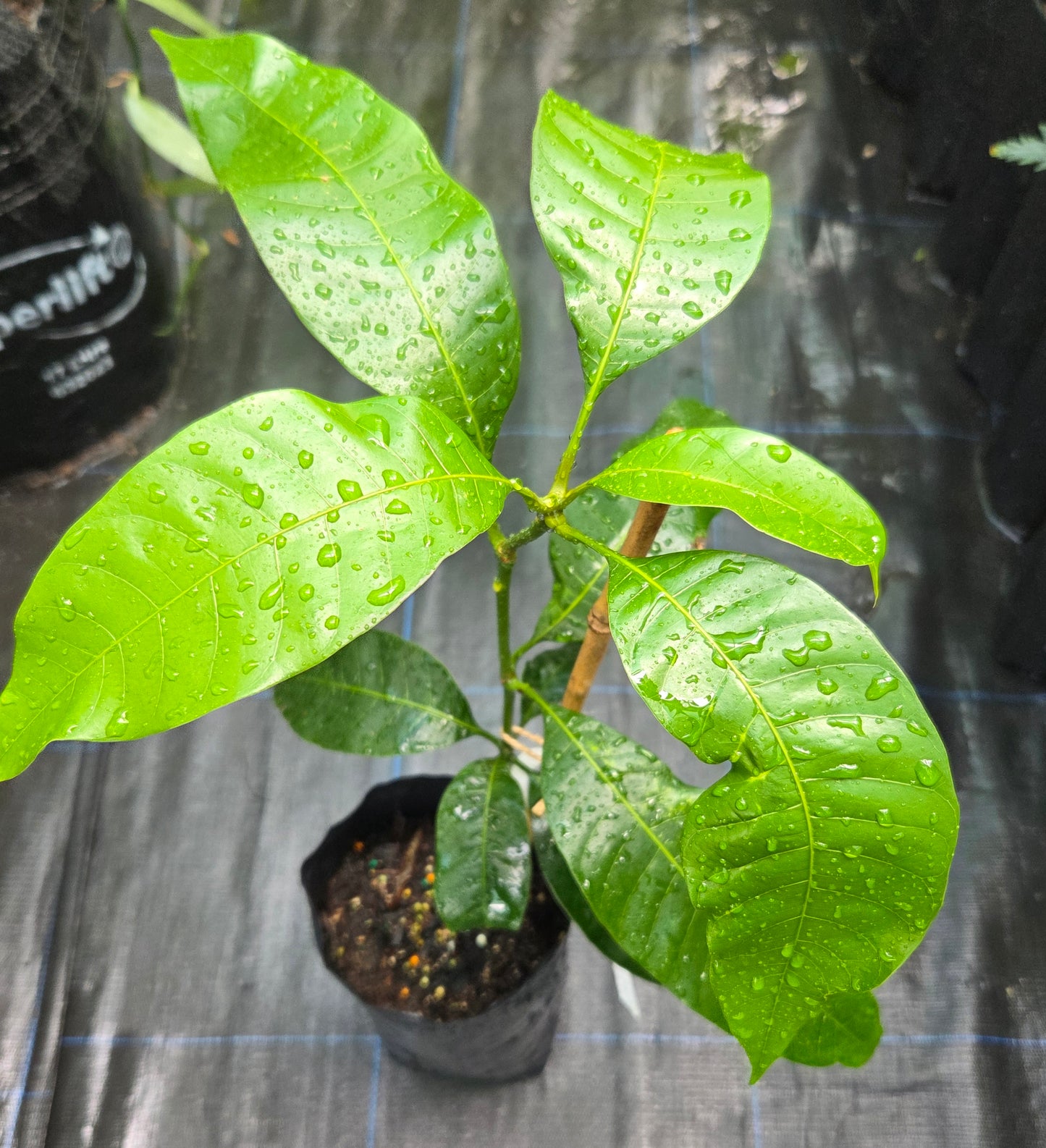 Mango "Chaunsa" Plant